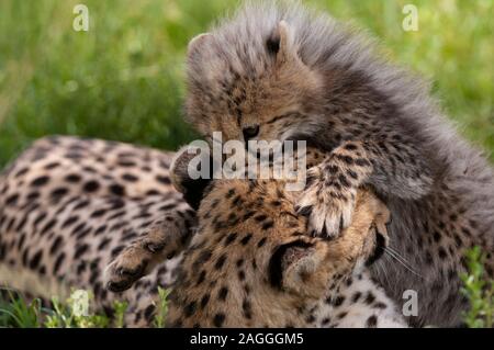 Cheetah (Acynonix jubatus) und Cub, Masai Mara National Reserve, Kenia Stockfoto