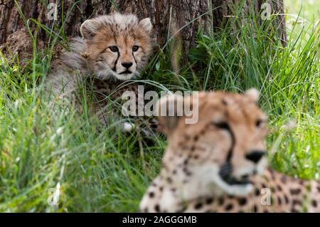 Cheetah (Acynonix jubatus) und Cub, Masai Mara National Reserve, Kenia Stockfoto