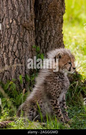 Cheetah Cub (Acynonix jubatus), Masai Mara National Reserve, Kenia Stockfoto