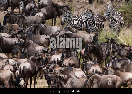 Grant's Zebras (Equus quagga boehmi) und östlichen weißen bärtigen Gnus (connochaetes Taurinus) am Mara Fluss, Masai Mara National Reserve, Kenia Stockfoto