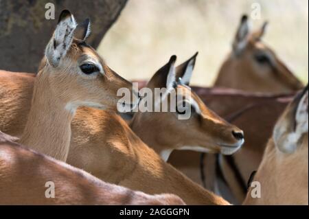 Impala (Aepyceros Melampus), Lake-Nakuru-Nationalpark, Kenia Stockfoto