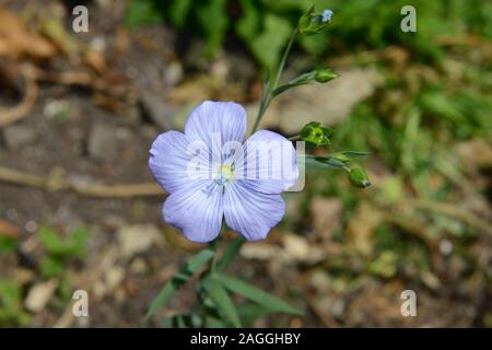 Linum usitatissimum (gemeinsame Flachs) wird geglaubt, in Ägypten entstanden zu sein, aber jetzt in der ganzen Welt kultiviert. Stockfoto