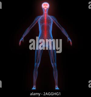 Menschliches internes Organhirn mit Röntgen-3D-Rendering Für Die Anatomie Des Nervensystems Stockfoto