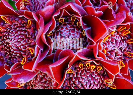 Blumensträuße rosa und rote Fackel Ingwer (Etlingera elatiorbegonie Erdbeere) Stockfoto