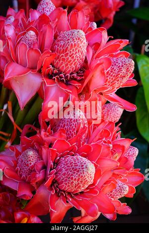 Blumensträuße rosa und rote Fackel Ingwer (Etlingera elatiorbegonie Erdbeere) Stockfoto