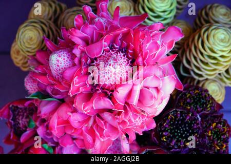 Blumensträuße rosa und rote Fackel Ingwer (Etlingera elatiorbegonie Erdbeere) Stockfoto