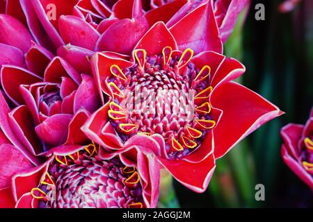 Blumensträuße rosa und rote Fackel Ingwer (Etlingera elatiorbegonie Erdbeere) Stockfoto