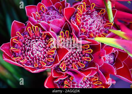 Blumensträuße rosa und rote Fackel Ingwer (Etlingera elatiorbegonie Erdbeere) Stockfoto