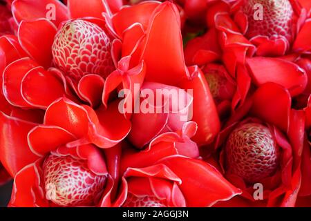 Blumensträuße rosa und rote Fackel Ingwer (Etlingera elatiorbegonie Erdbeere) Stockfoto