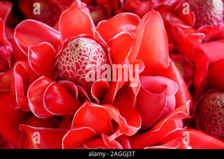 Blumensträuße rosa und rote Fackel Ingwer (Etlingera elatiorbegonie Erdbeere) Stockfoto