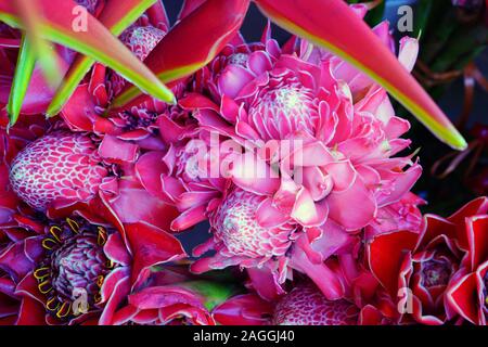 Blumensträuße rosa und rote Fackel Ingwer (Etlingera elatiorbegonie Erdbeere) Stockfoto