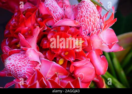 Blumensträuße rosa und rote Fackel Ingwer (Etlingera elatiorbegonie Erdbeere) Stockfoto