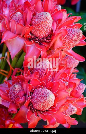 Blumensträuße rosa und rote Fackel Ingwer (Etlingera elatiorbegonie Erdbeere) Stockfoto