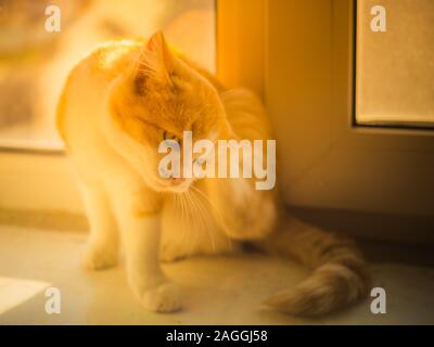 Ginger kitten paw Kratzer hinter dem Ohr, Katze sitzt auf dem Fensterbrett, Flöhe und Zecken bei Haustieren. Stockfoto