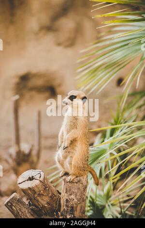 Erdmännchen auf die Hinterbeine. Portrait von Erdmännchen stehend auf die Hinterbeine mit aufmerksamem Ausdruck. Porträt eines lustigen Erdmännchen sitzend auf seinen Hinterbeinen auf einem Stockfoto