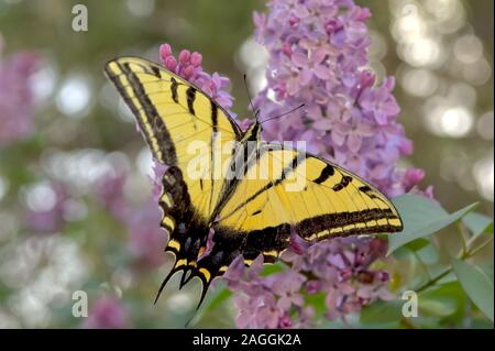 Die Two tailed Swallowtail Butterfly, die offizielle staatliche Schmetterling von Arizona. Dieses war Fütterung auf einige wilde Lila Blumen in der Nähe von Sedona. Stockfoto