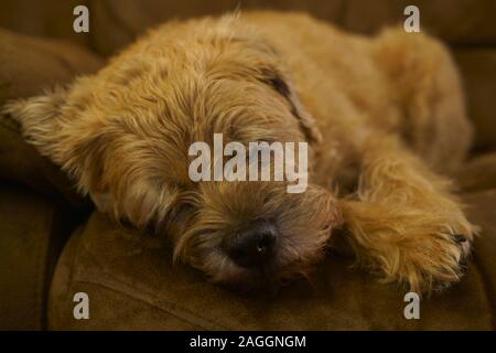 Ein Border Terrier Hund schläft auf einem Sofa. Stockfoto