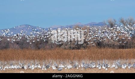 Schnee Gänse scharen über ein Feld von Kanadakranichen, mehr Gänse, trockenes Gras und Wiese mit Bergen im Hintergrund Stockfoto