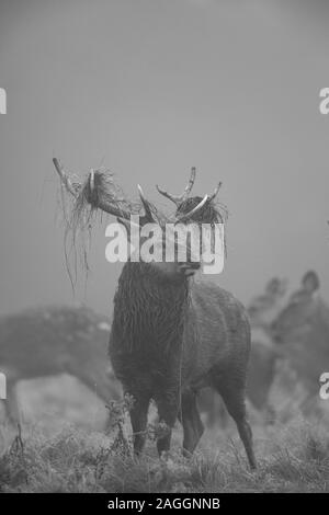 Sika Hirsche, Rehe und Hirsche während der Brunftzeit an Studley Royal Deer Park ein National Trust Immobilien in der Nähe von Bedale in North Yorkshire, England Stockfoto