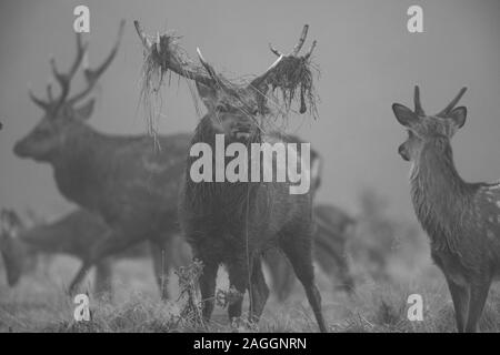 Sika Hirsche, Rehe und Hirsche während der Brunftzeit an Studley Royal Deer Park ein National Trust Immobilien in der Nähe von Bedale in North Yorkshire, England Stockfoto