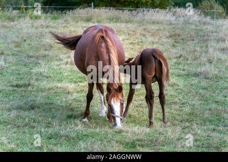 Schöne braune Fohlen saugen von mare Pferd auf der Weide, Sommer Tag Stockfoto