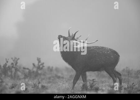 Sika Hirsche, Rehe und Hirsche während der Brunftzeit an Studley Royal Deer Park ein National Trust Immobilien in der Nähe von Bedale in North Yorkshire, England Stockfoto