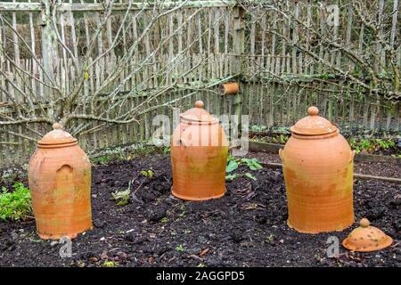 Rhabarber forcers Stockfoto