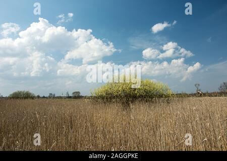 Hohe trockenes Gras, gelb blühende Strauch und weiße Wolken am blauen Himmel - Frühjahr anzeigen Stockfoto