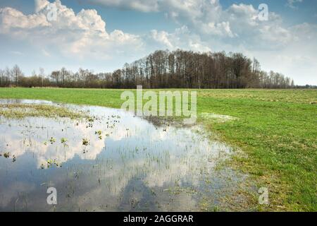 Überflutete Wiese, Wald am Horizont und Wolken im blauen Himmel im Wasser widerspiegelt Stockfoto