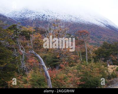 Herbst Farben der subpolaren Buchenwälder der Insel Navarino, Chile - südlichste Wälder der Welt Stockfoto