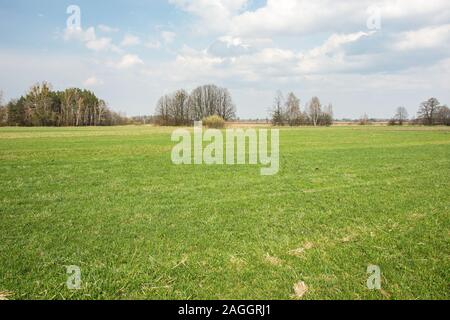 Frühjahr große grüne Wiese, Wald am Horizont und Wolken im Himmel Stockfoto