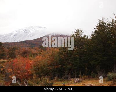 Herbst Farben der subpolaren Buchenwälder der Insel Navarino, Chile - südlichste Wälder der Welt Stockfoto