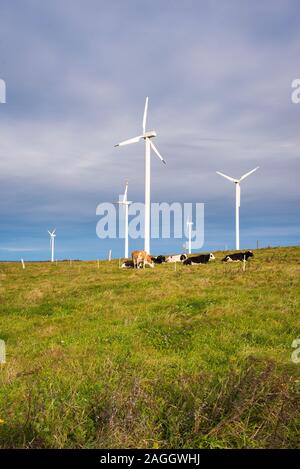 Windmühlen für Stromerzeugung durch Feld in typische Polnische Landschaft umgeben. Polen. Europa. Stockfoto