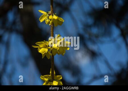 Gelbe Blumen der Forsythia auf einem vertikalen Zweige, Bäume und Himmel im Hintergrund - an einem sonnigen Tag Stockfoto