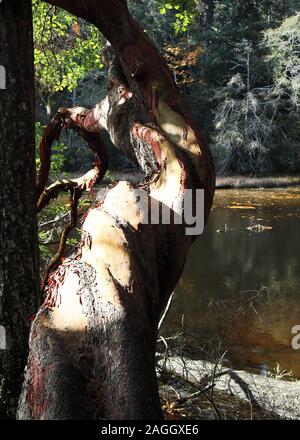 Twisted Arbutus menziesii Baum Übervorteilung der Lagune auf einer ruhigen Herbsttag mit Reflexionen und hinterlässt auf der Oberfläche des Wassers Stockfoto