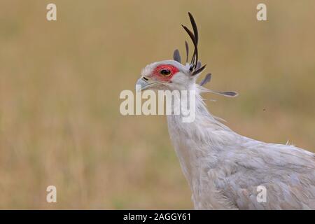 Sekretärin-Vogel Stockfoto