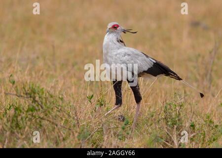 Sekretärin-Vogel Stockfoto