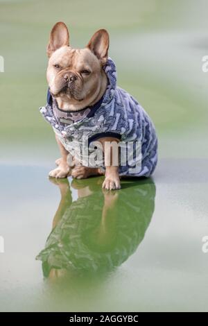 Frenchie mit Pfütze Reflexionen Stockfoto