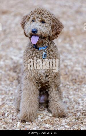 Golden Doodle Welpe weiblich. Stockfoto