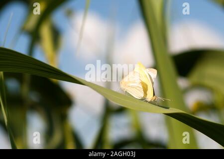 Weiße Schmetterlinge paar Verpaarung. Wunderschöne Schmetterlinge auf einem großen Blatt. Weiß Schmetterling. Blurry blau, weiß und grün hinterlegt. Stockfoto
