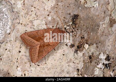 Rosy rustikalen Motte (Hydraecia micacea) ruht auf Baumstamm, Wales, August Stockfoto