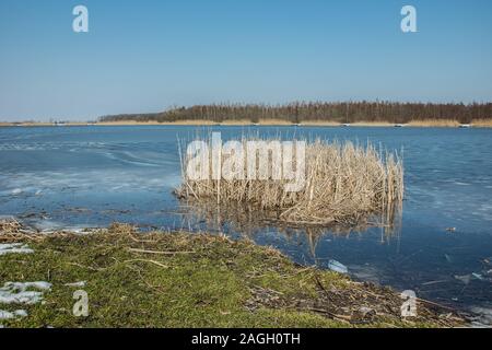 Grüne Gras am Rande eines zugefrorenen See und ein Büschel Schilf. Horizont und blauer Himmel Stockfoto