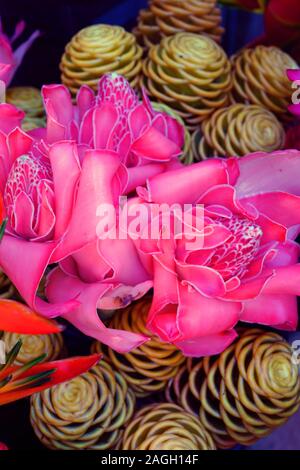 Blumensträuße rosa und rote Fackel Ingwer (Etlingera elatiorbegonie Erdbeere) Stockfoto