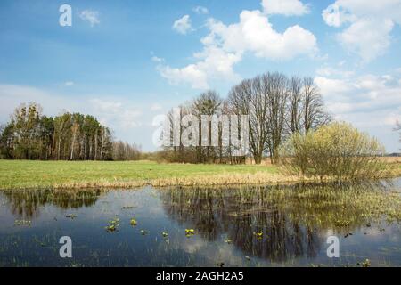 Frühling grüne Wiese überflutet, Wald bis zum Horizont, Wolken und Bäumen im Wasser widerspiegelt Stockfoto