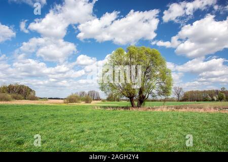 Große Willow Tree auf der grünen Wiese und weiße Wolken am blauen Himmel - Frühjahr anzeigen Stockfoto