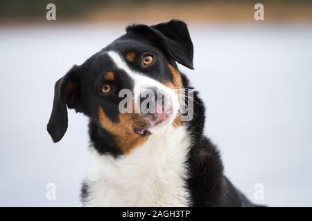 Appenzeller Sennenhund (Appenzeller Sennenhund) Stockfoto