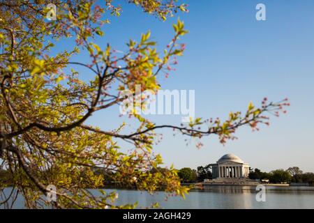 Jefferson Memorial umgeben von Wasser und Grün unter einem blauen Himmel in Washington Stockfoto