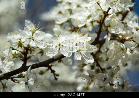 Cherry Blossom Zweig durch Sonnenlicht in enger beleuchtet - oben - Frühjahr anzeigen Stockfoto
