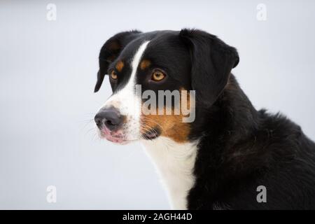 Appenzeller Sennenhund (Appenzeller Sennenhund) Stockfoto