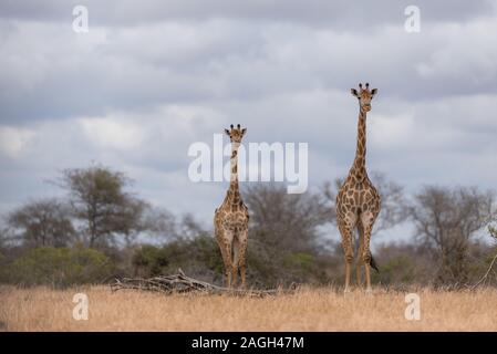 Selektive Fokusaufnahme von Giraffen, die nahe beieinander stehen Stockfoto